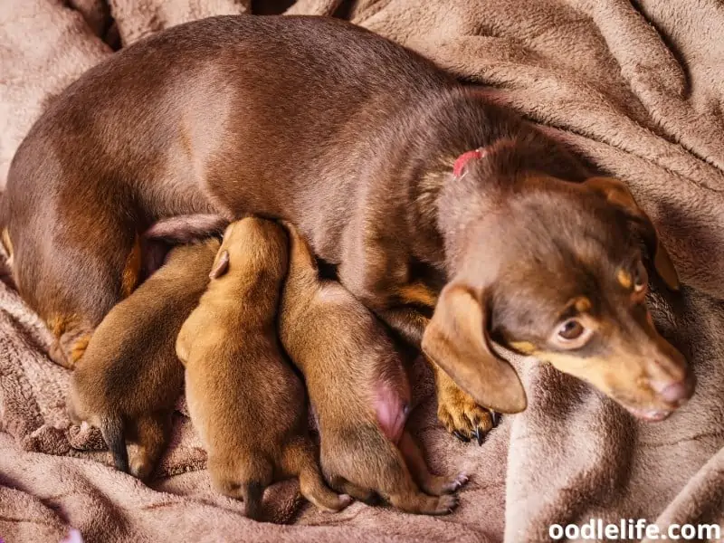 Dachshund with newborn puppies