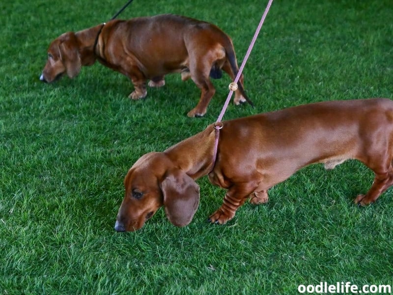 Dachshunds sniff the grass