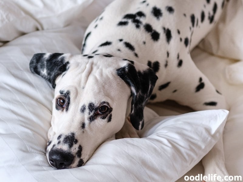 Dalmatian lying in bed