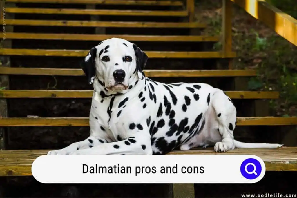 Dalmatian pros and cons