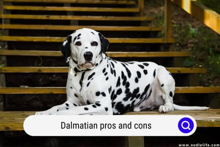 Dalmatian Pros and Cons (Read BEFORE You Buy)