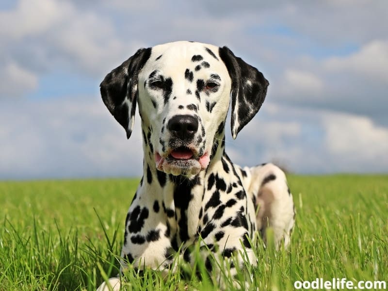 Why Do Dalmatians Shed So Much