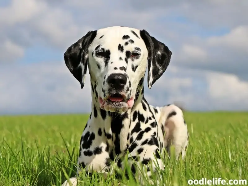 Dalmatian sitting on grass