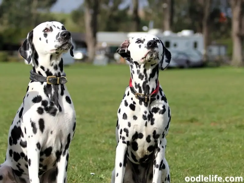 Dalmatians on the field
