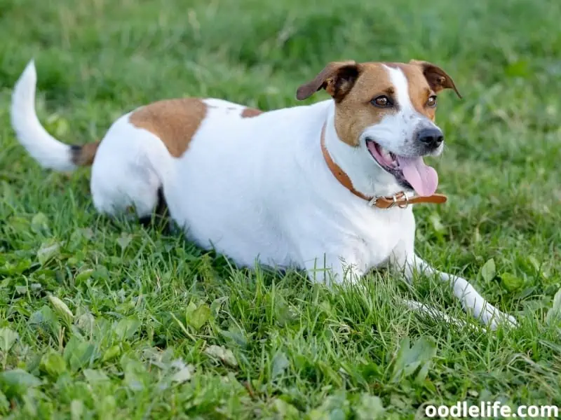 Danish-Swedish Farmdog