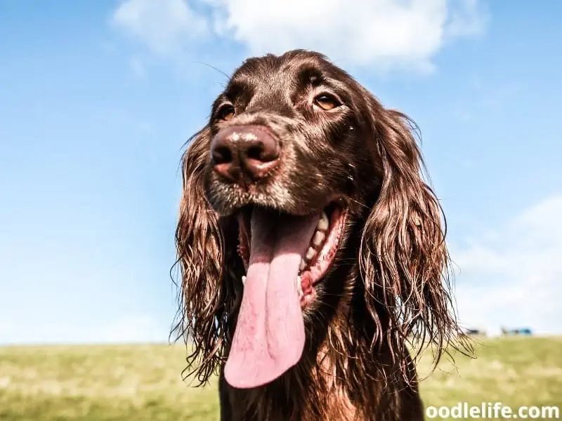 dirty Cocker Spaniel