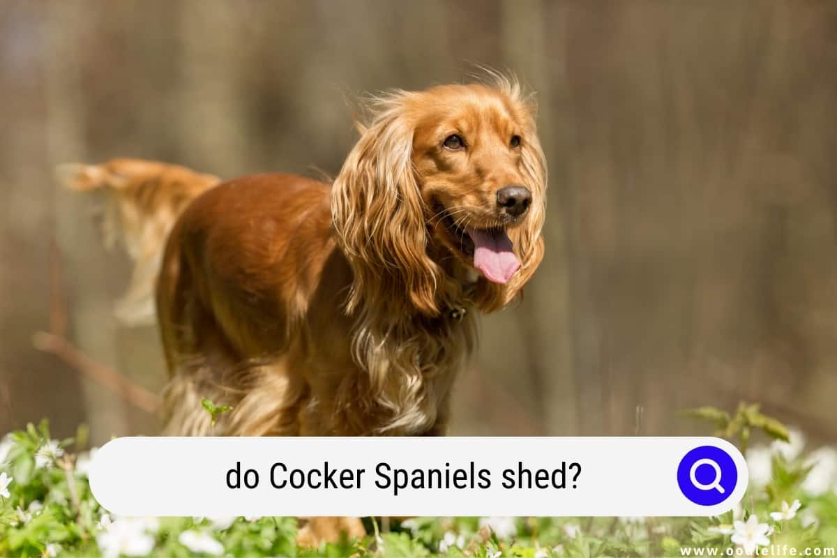 american cocker spaniel shedding a lot