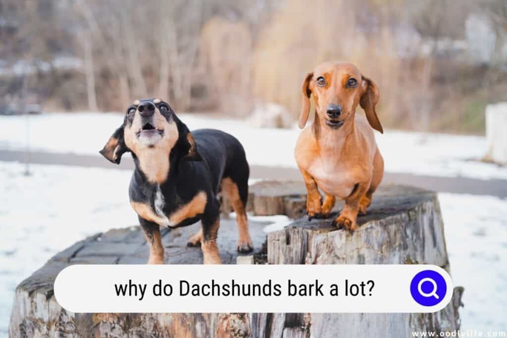 Do Dachshund Dogs Bark A Lot