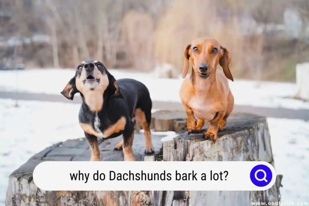 do Dachshunds bark a lot