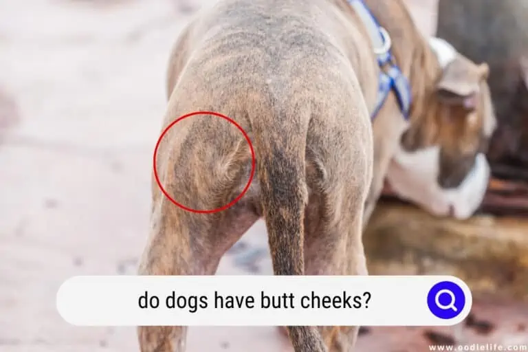 Do Dogs Have Butt Cheeks? [Weird]