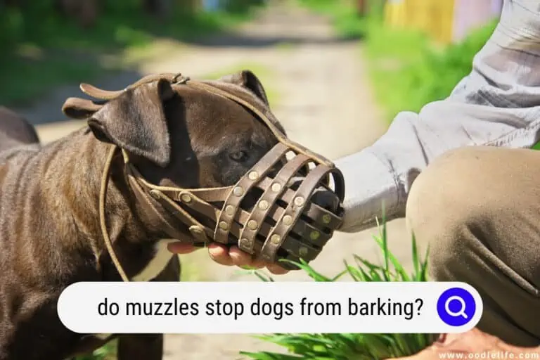Do Muzzles Stop Dogs From Barking? (Nope! Here is WHY)