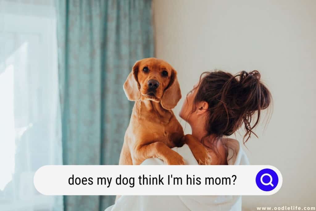 Does My Dog Think I'm His Mom? Oodle Life
