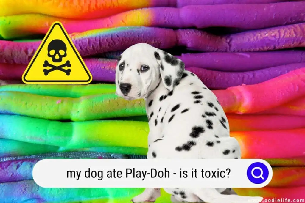 dog ate play doh