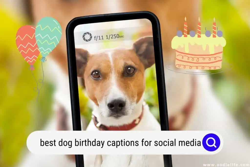 dog birthday captions