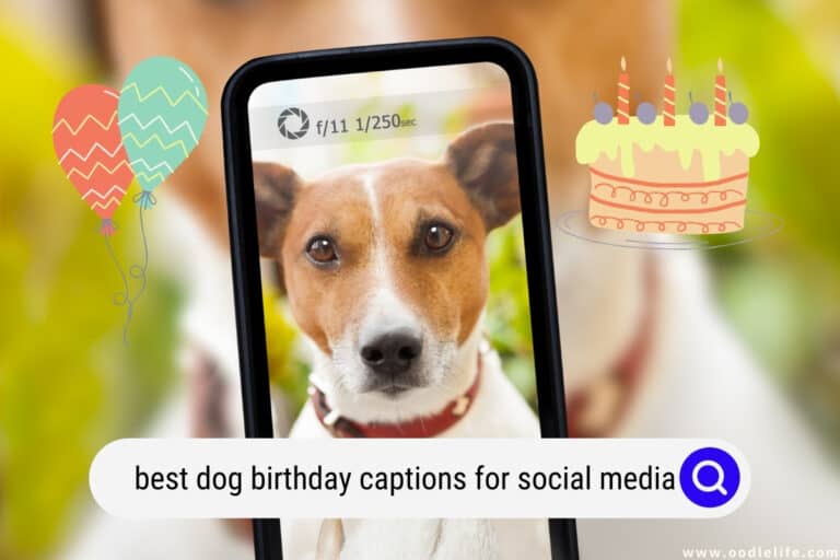 Best Dog Birthday Captions for Social Media! (2026)