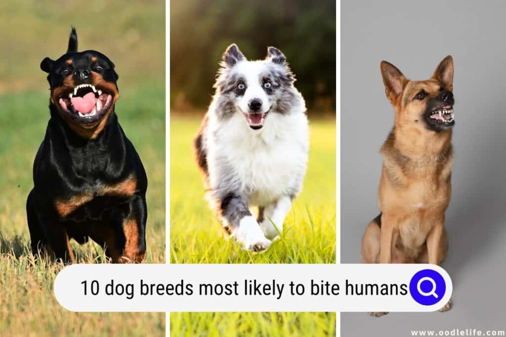 dog breeds most likely to bite