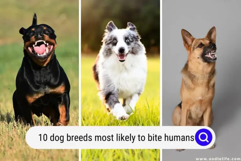 10 Dog Breeds Most Likely To Bite Humans (With Photos)