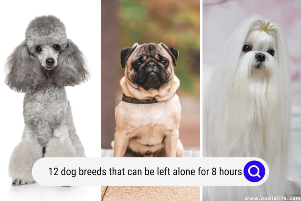 dog breeds that can be left alone for 8 hours