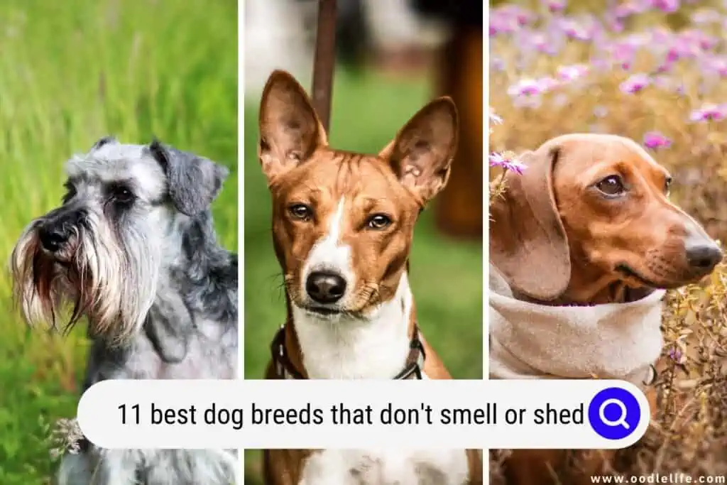 dog breeds that don't smell or shed 