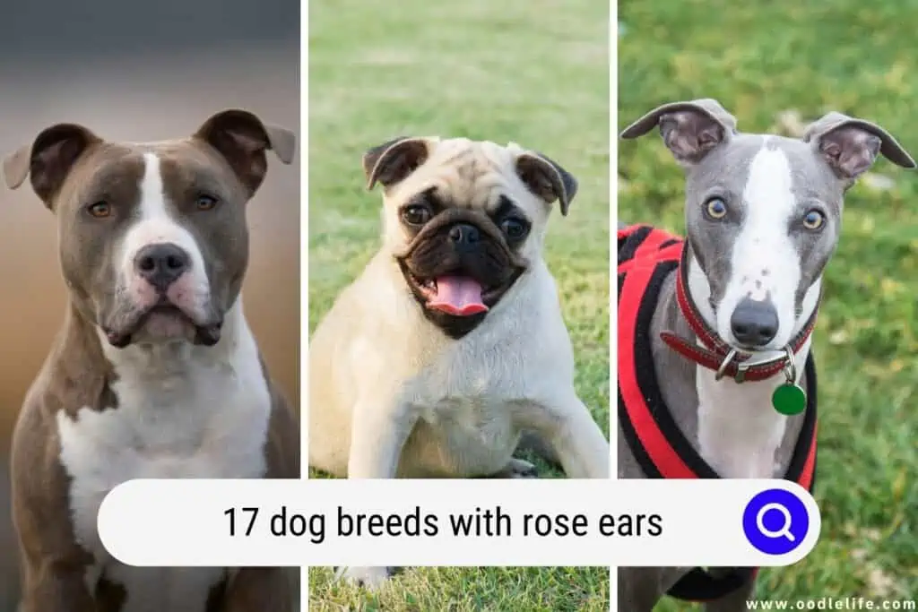 dog breeds with rose ears