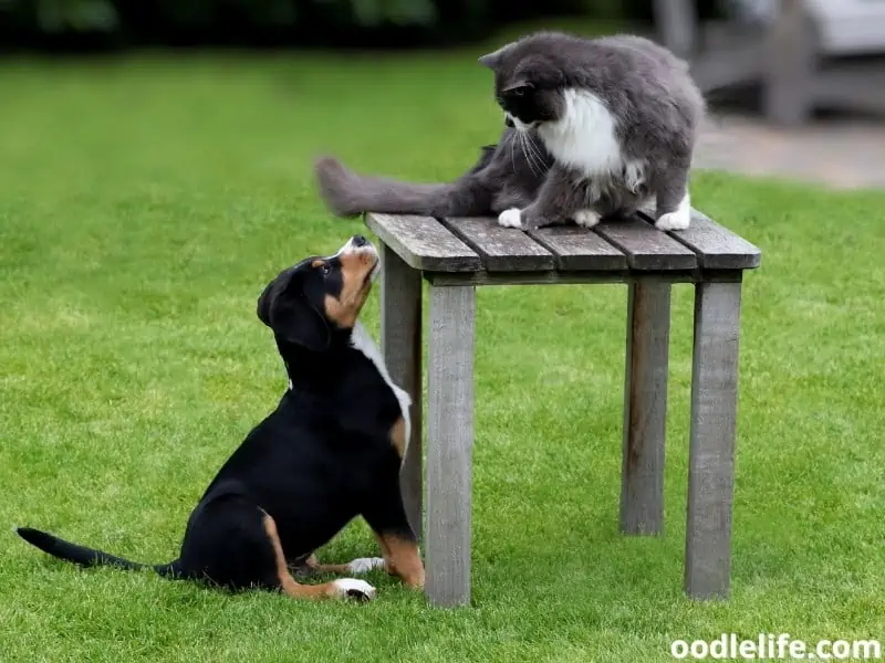 dog chases the cat