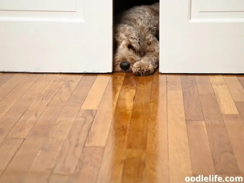 dog curious behind the door