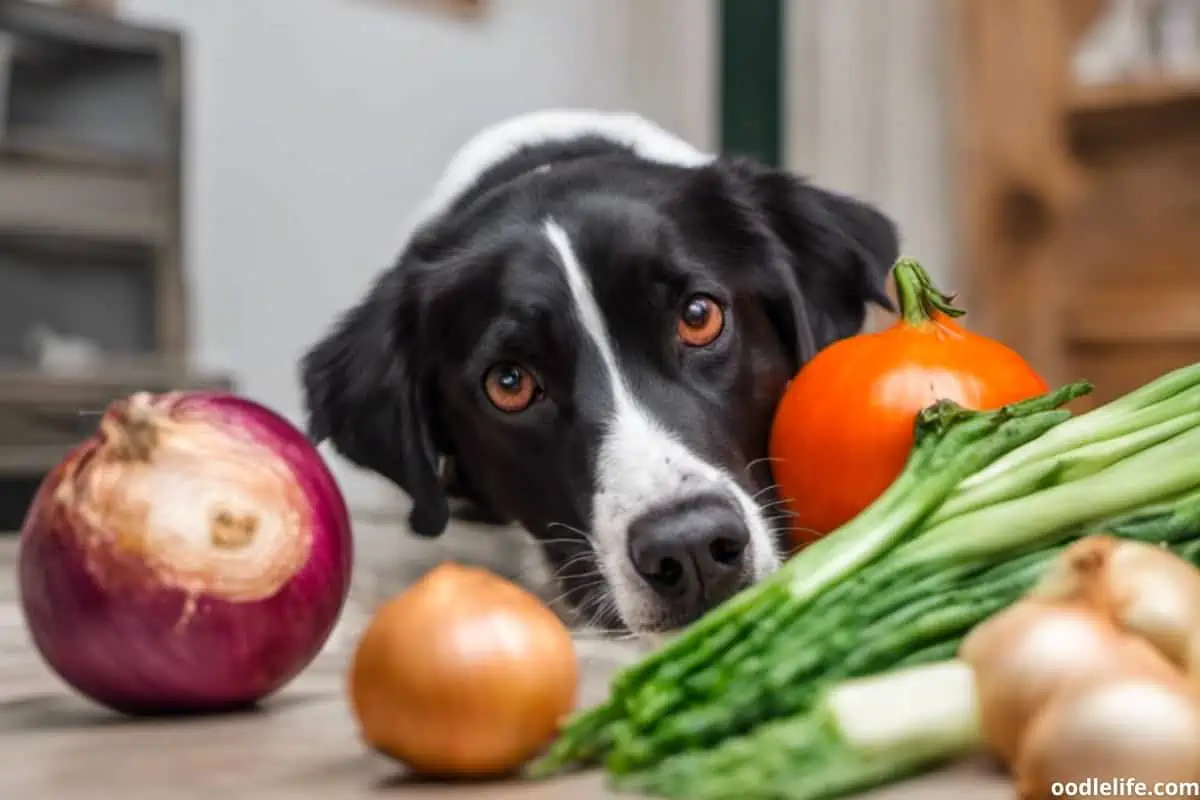 What are the signs of onion toxicity in dogs?