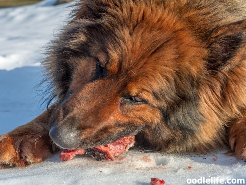 dog eats animal meat