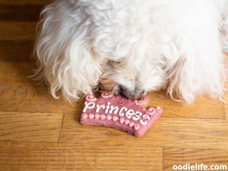 dog eats pink cookie