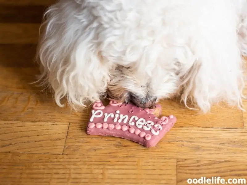 dog eats pink cookie