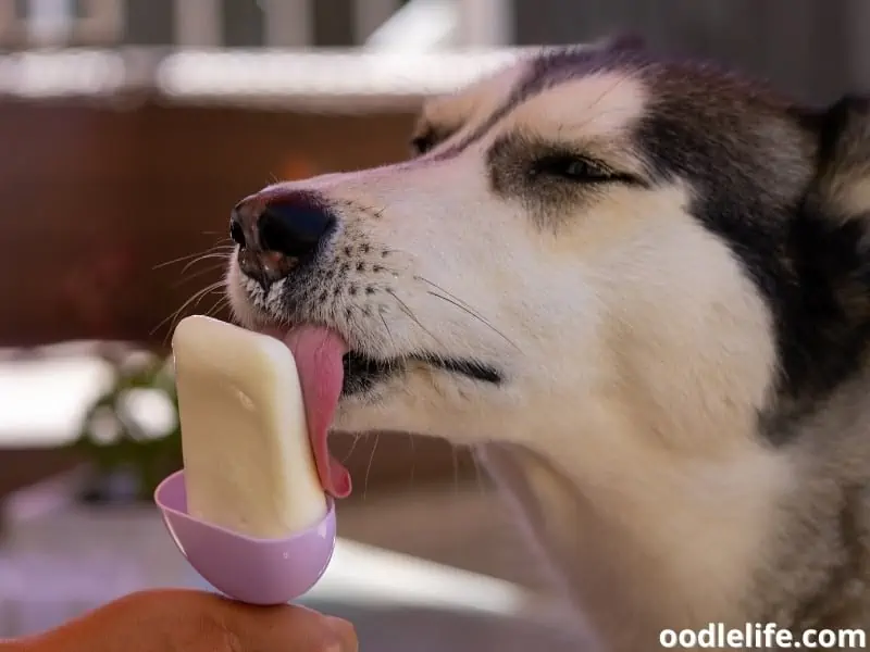 dog enjoys eating popsicle