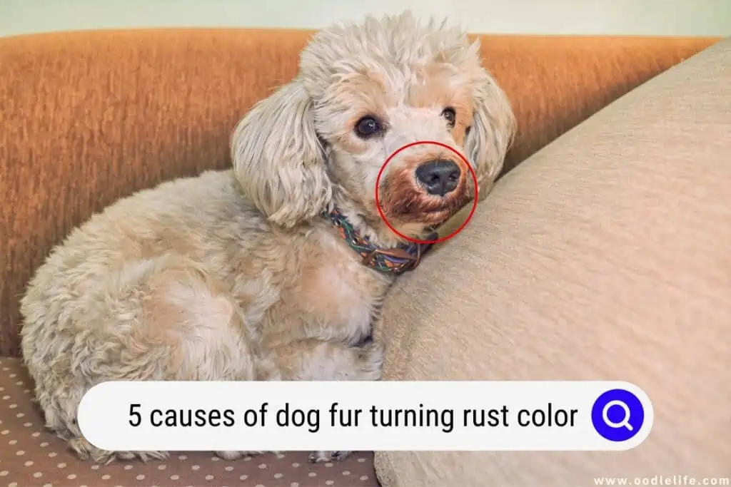 dog fur turning rust color