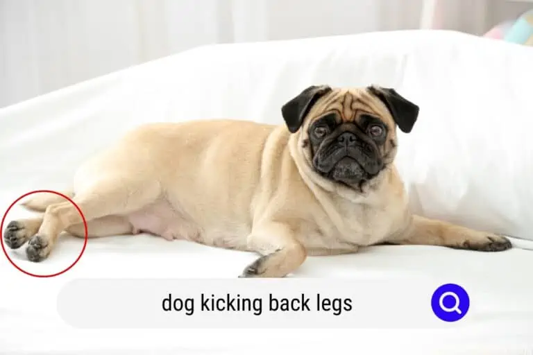 Dog Kicking Back Legs Explained (What It Means)