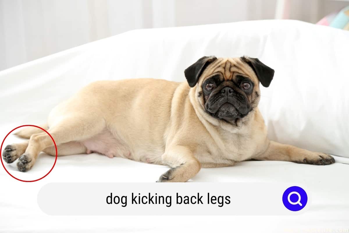Dog Kicking Back Legs Explained (What It Means) - Oodle Life