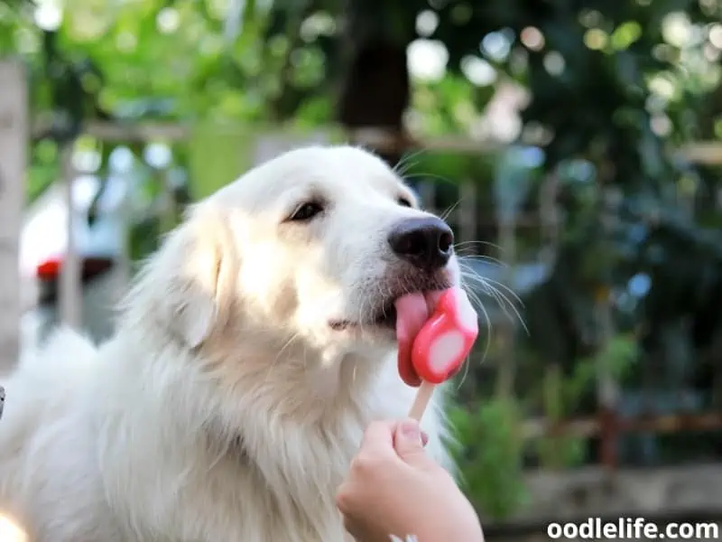 dog licks cold food