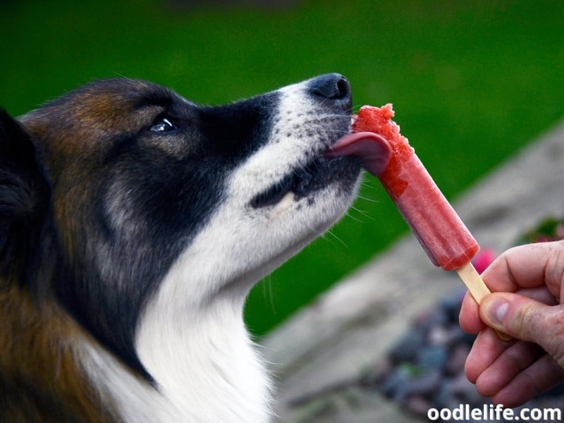 dog licks red popsicle