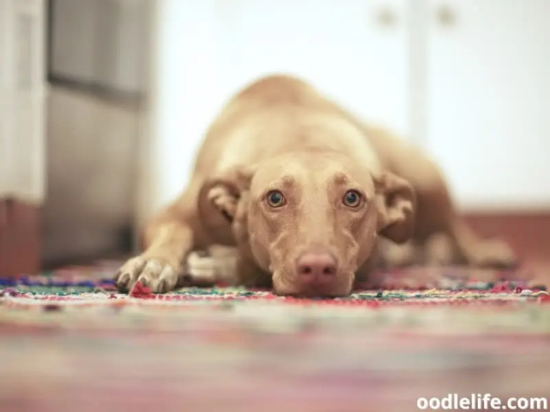 dog lying on the floor