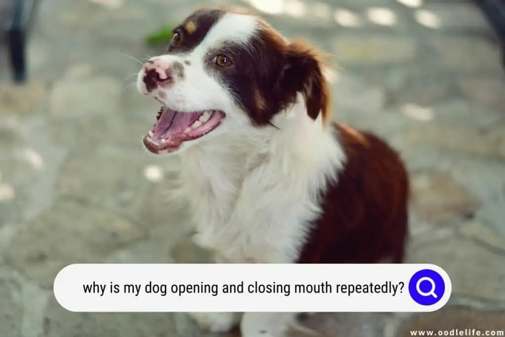 dog opening and closing mouth