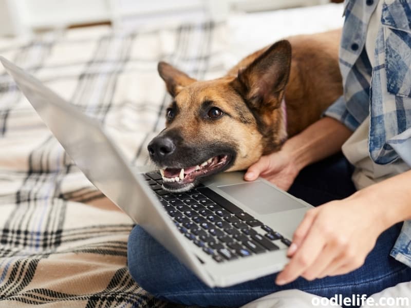 dog owner with laptop