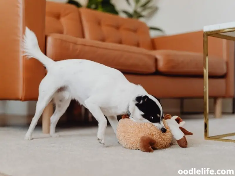 dog plays with toy