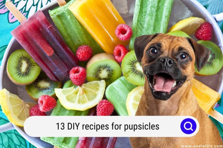 Dog Popsicles: 13 DIY Recipes for Pupsicles