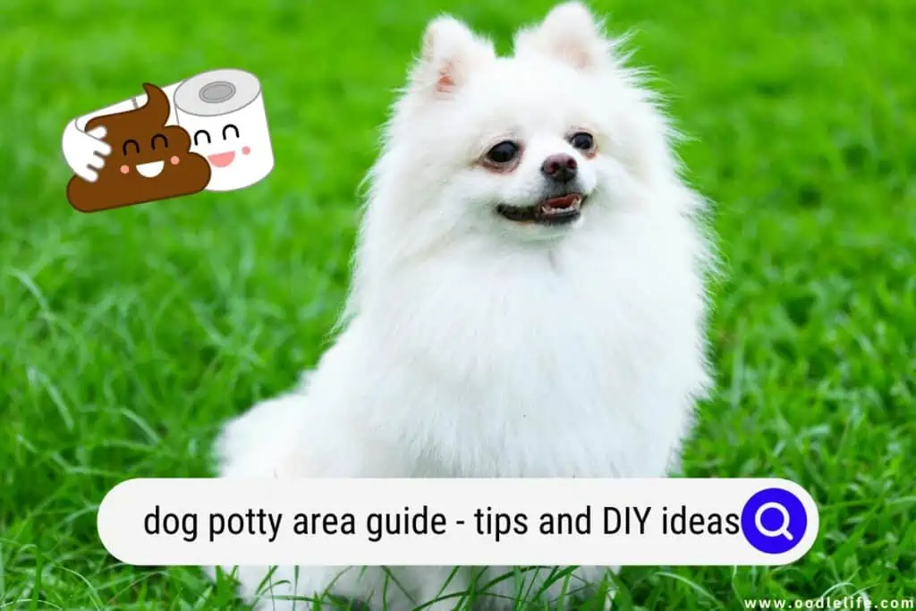 dog potty area