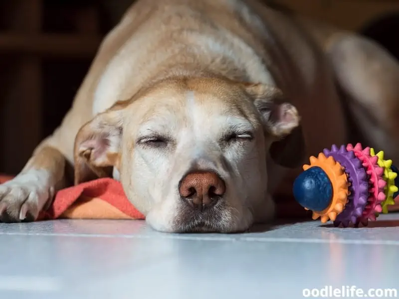 dog sleeps on the floor