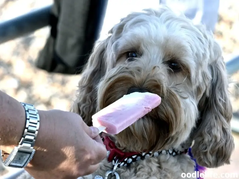 dog sniffs popsicle
