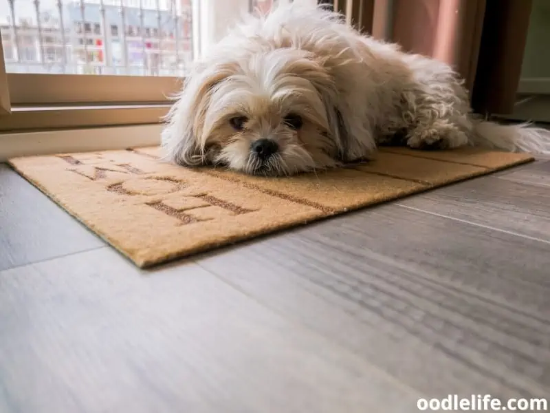 dog waits at the door