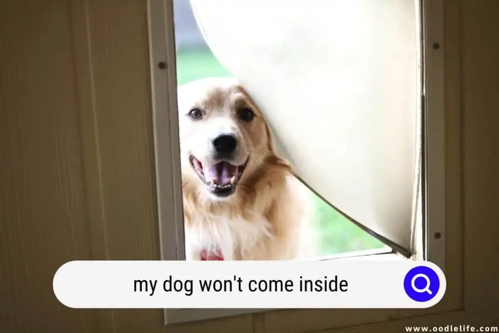 dog won't come inside