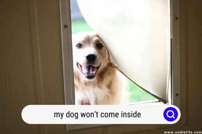 My Dog Won’t Come Inside (Help!)