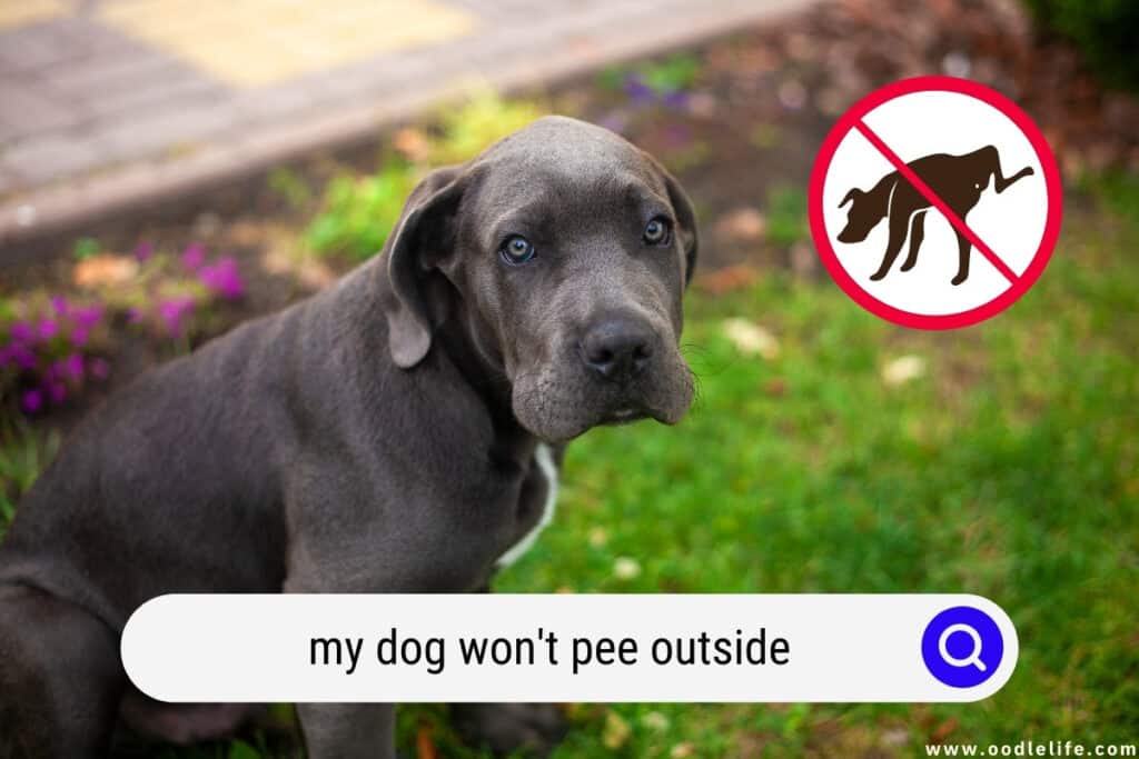 dog won't pee outside