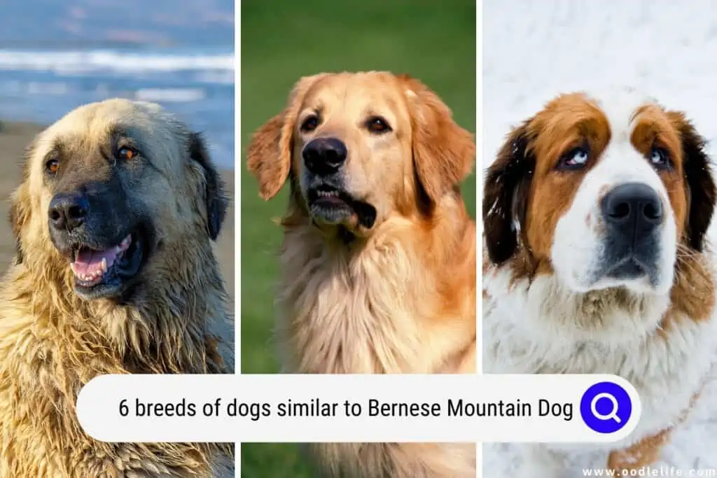 dogs similar to Bernese Mountain Dog