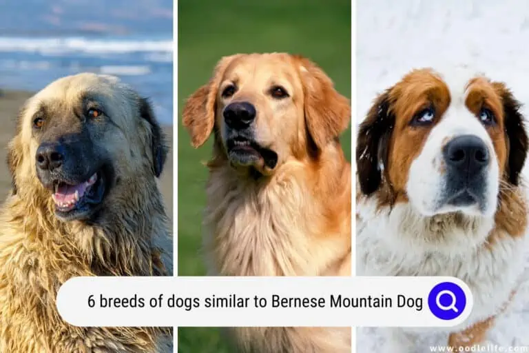 6 Breeds of Dogs Similar to Bernese Mountain Dog (Photos)